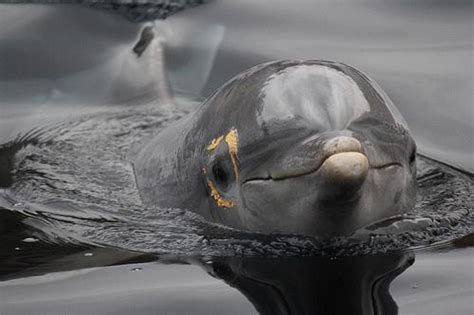 Through the looking glass: how do marked dolphins use mirrors 